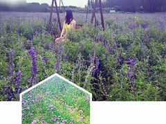 -北京东方普罗旺斯薰衣草庄园