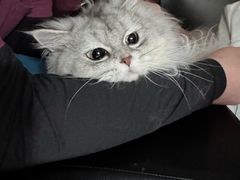 -艾贝尔宠物医院·24H转诊中心·肿瘤猫专科(江宁双龙店)