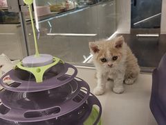 -babydoll猫舍·米努特·德文·缅因(久光中心店)