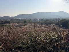 -香雪海
