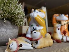 -柴犬高等学院·狗咖·柴犬售卖·宠物训练