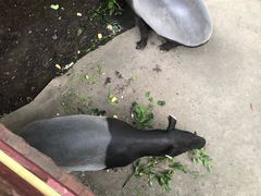 -清迈夜间动物园