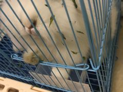 -中环花鸟鱼虫市场