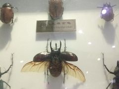 -上海昆虫博物馆