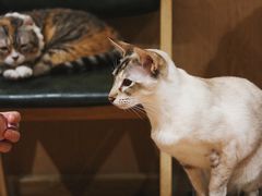 -MOCHA明星猫咖(田子坊店)