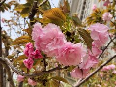 -南京市芳草园小学(凤凰校区)