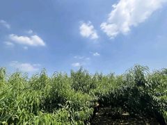 -老袁家蜜桃农场·阳山水蜜桃