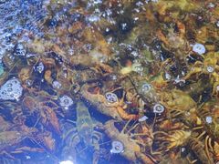 -聚盛源蒸汽海鲜火锅烤肉自助(巨川金海岸购物广场店)