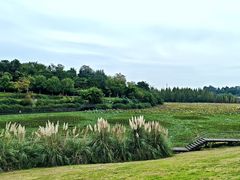 -白鹭湾湿地公园