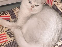 -安安宠医宠物医院·异宠·犬猫内科(岳阳分院)