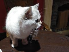 -猫色咖啡·猫咖