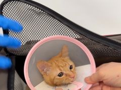 -申普宠物医院·眼科·心内科·影像科(普陀分院)