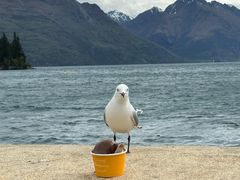 -Patagonia Chocolates(皇后镇店)