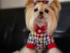 -萌宠之家·腊肠犬·马尔泰·小体犬舍