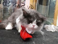 -车接车送·寄养洗护·德文猫舍(大宁店)