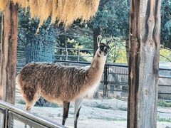 -青藏高原野生动物园