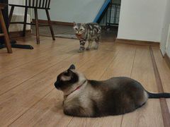 -有猫主题·治愈系猫咖(曾厝垵店)