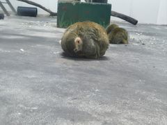 -西安秦岭野生动物园