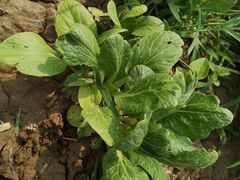 -杨柳青园艺科技博览园