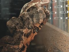 -酷以爬仙阁实体爬宠店·守宫·蜥蜴·专业繁育