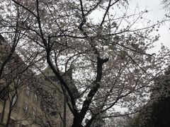 -武汉大学-樱园