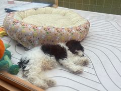 -帕帕拉兹宠物(亚洲旗舰店)