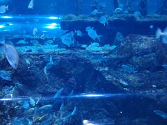 -秦皇岛新澳海底世界