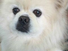 -安安宠医宠物医院·异宠·犬猫内科(岳阳分院)