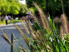 -吴淞炮台湾湿地森林公园烧烤区