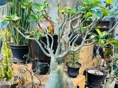-自由生长植物工作室(深港花卉中心店)