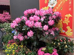 -寻味顺德·南记酒家·传统顺德菜·鱼生(广源路店)