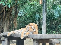 -广州长隆野生动物世界