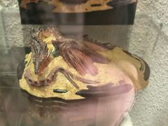 -疯克大象美式烤肉餐厅