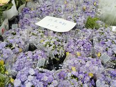 -龙大花卉苗木市场