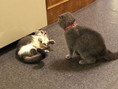-猫色咖啡·猫咖