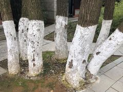 -八大山人梅湖景区