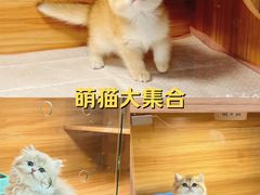 -猫十亿·布偶金渐层·曼基康矮脚猫舍(青年路店)