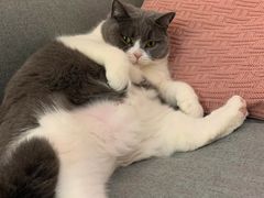 -宠颐生宠物医院·心肾内科·猫专科诊疗中心宠巢店