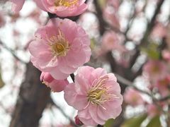 -厦门园林博览苑