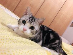 -Bastet sally猫舍购宠(静安店)