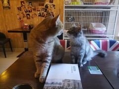 -名猫咖啡馆·撸猫·拼豆