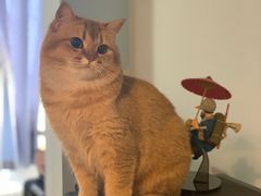 -东方名猫馆·英短金渐层布偶猫舍(环线广场1号楼店)