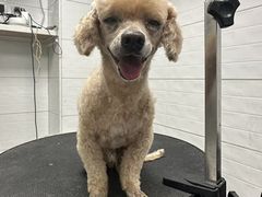 -达爱动物医院·犬猫分区·CT·复杂眼科(远洋山水分院)