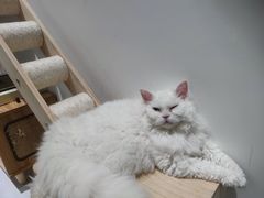 -COLOR PETS 撸猫馆·购猫·猫咖(长风大悦城店)