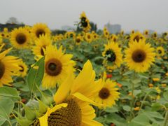 -映月湖中央公园