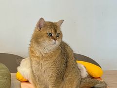 -有喵·猫咖·狗咖·40+猫狗有小奶狗(岗厦店)