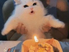 -欣宠猫屋·矮脚拿破仑·蓝金金渐层