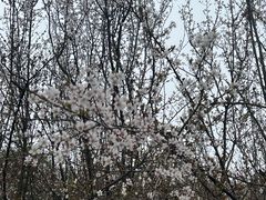 -广富林郊野公园
