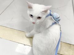 -纳吉亚猫专科动物诊疗中心(蒋宅口分院)