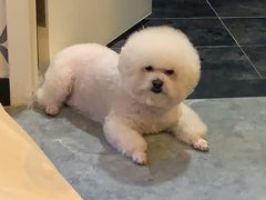 -北京观赏动物医院·24小时大型综合·猫专科·异宠专科